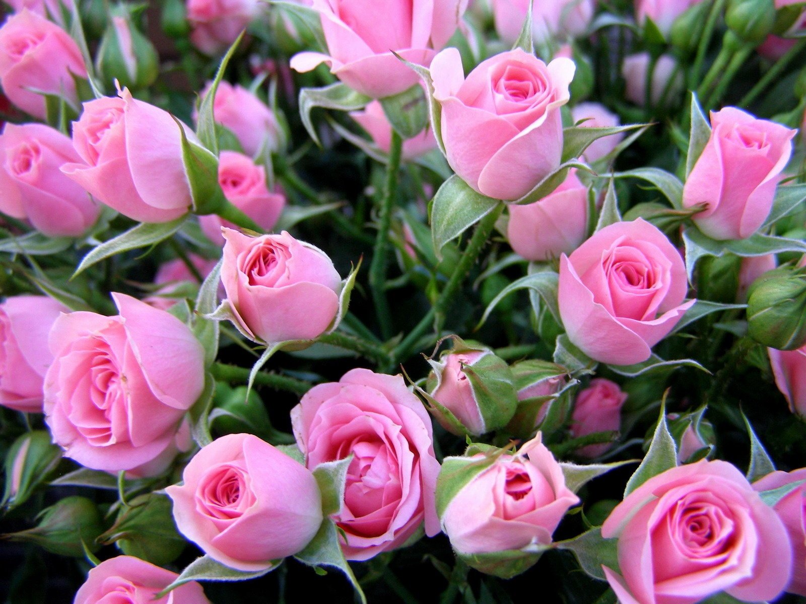 Распускающийся куст нежно-розовых роз
