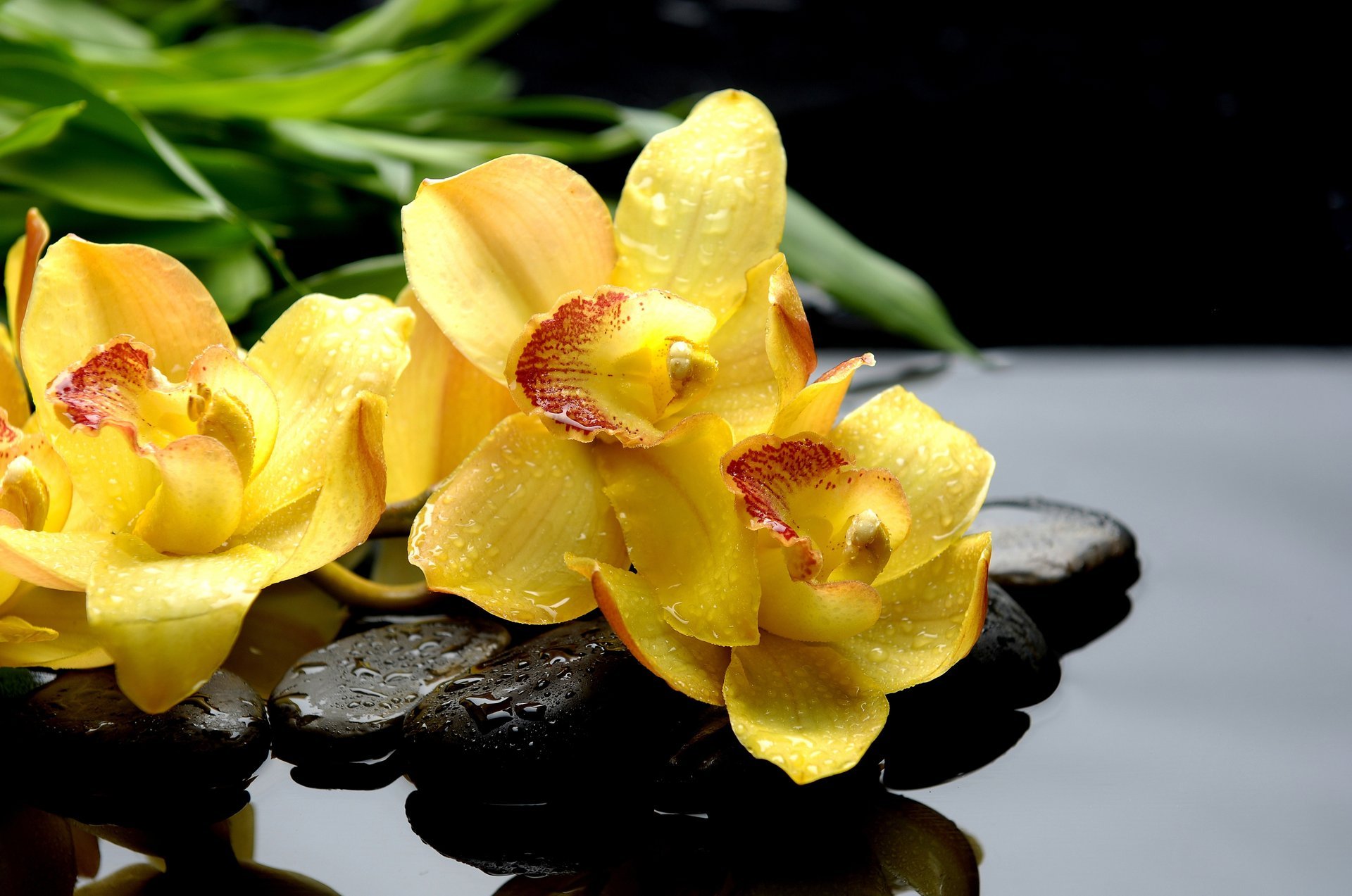 Желтая орхидея с капельками воды