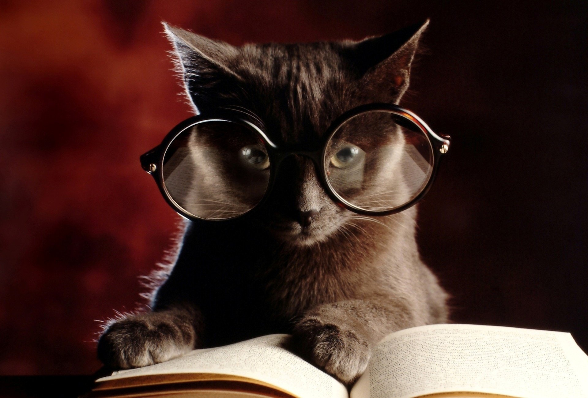 Кот в очках читает книгу