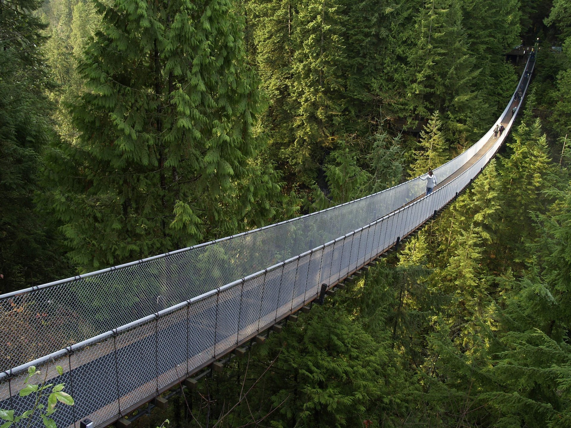Подвесной мост в хвойном лесу