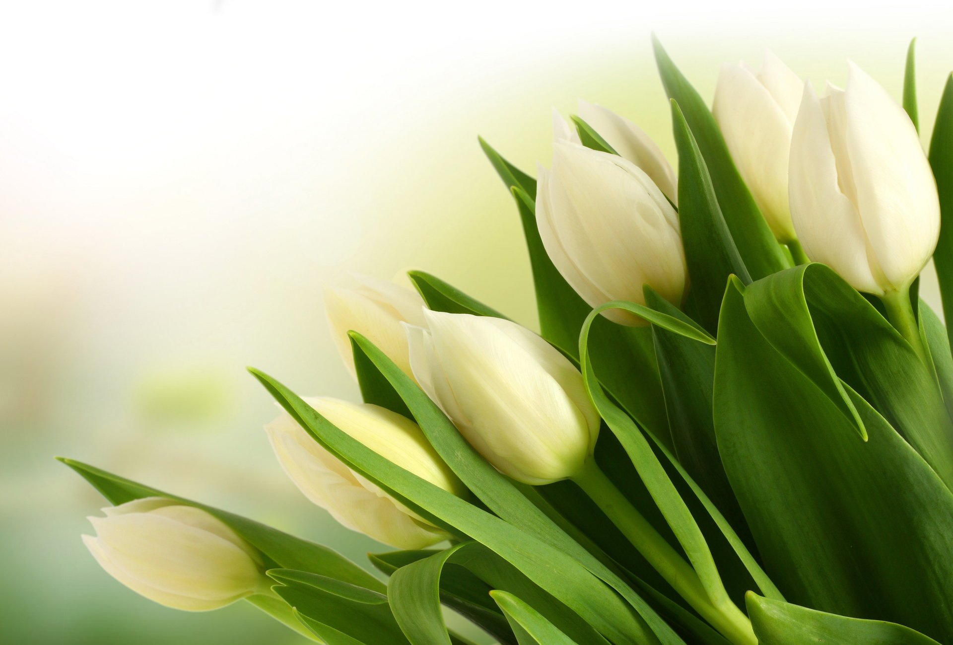 Белые тюльпаны для романтического настроения
