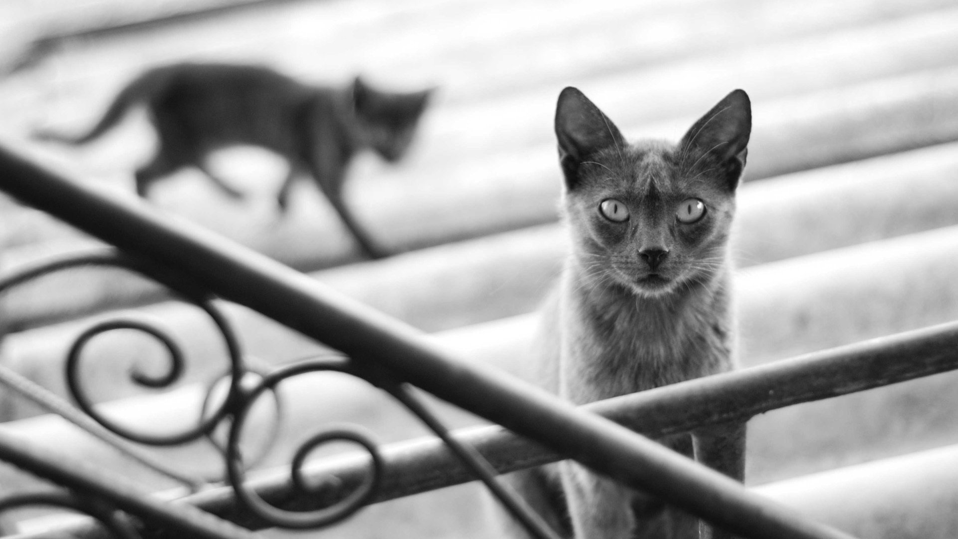 Черно-белое фото кота на лестнице