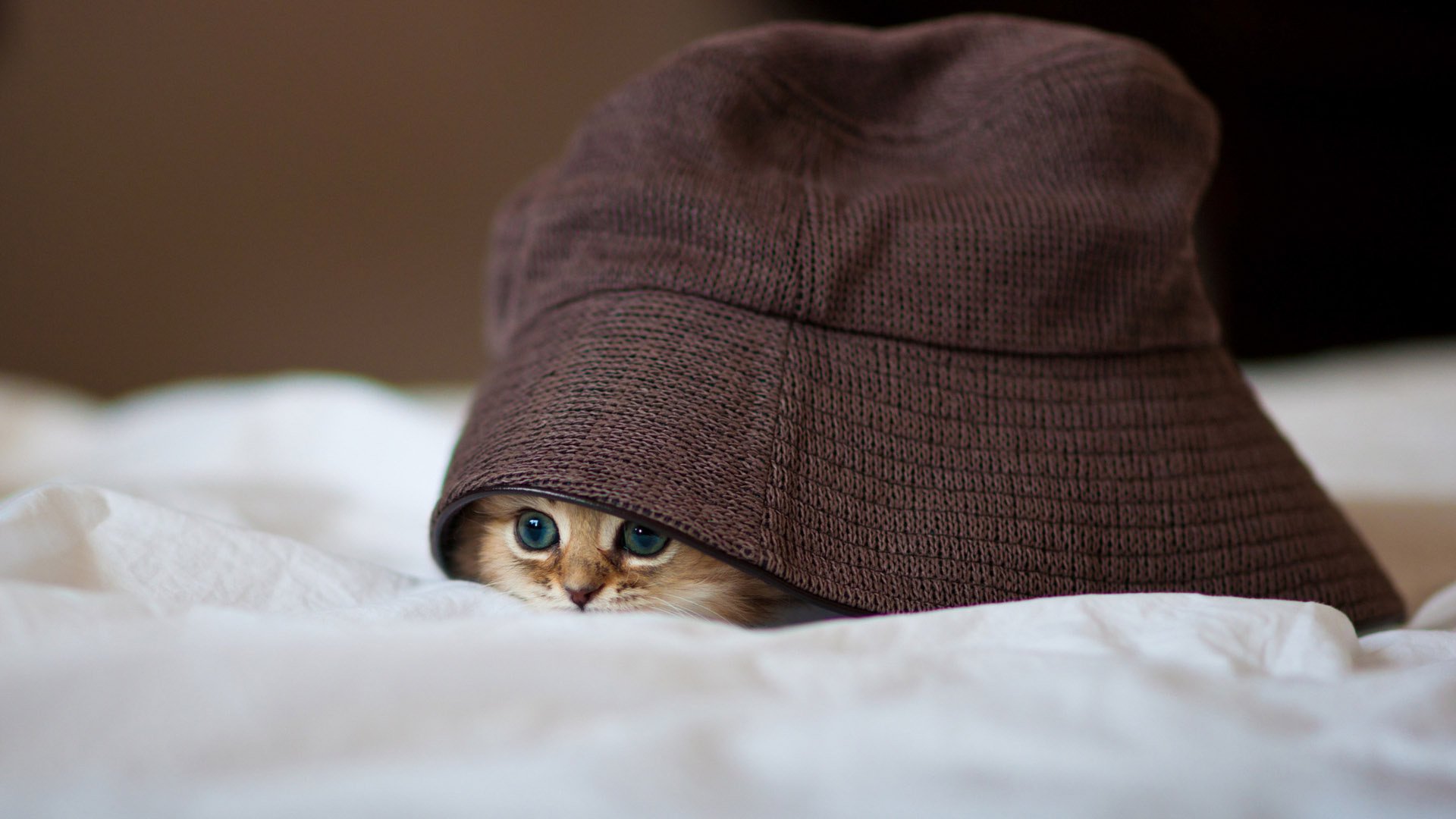 Милый котёнок прячется под шляпой