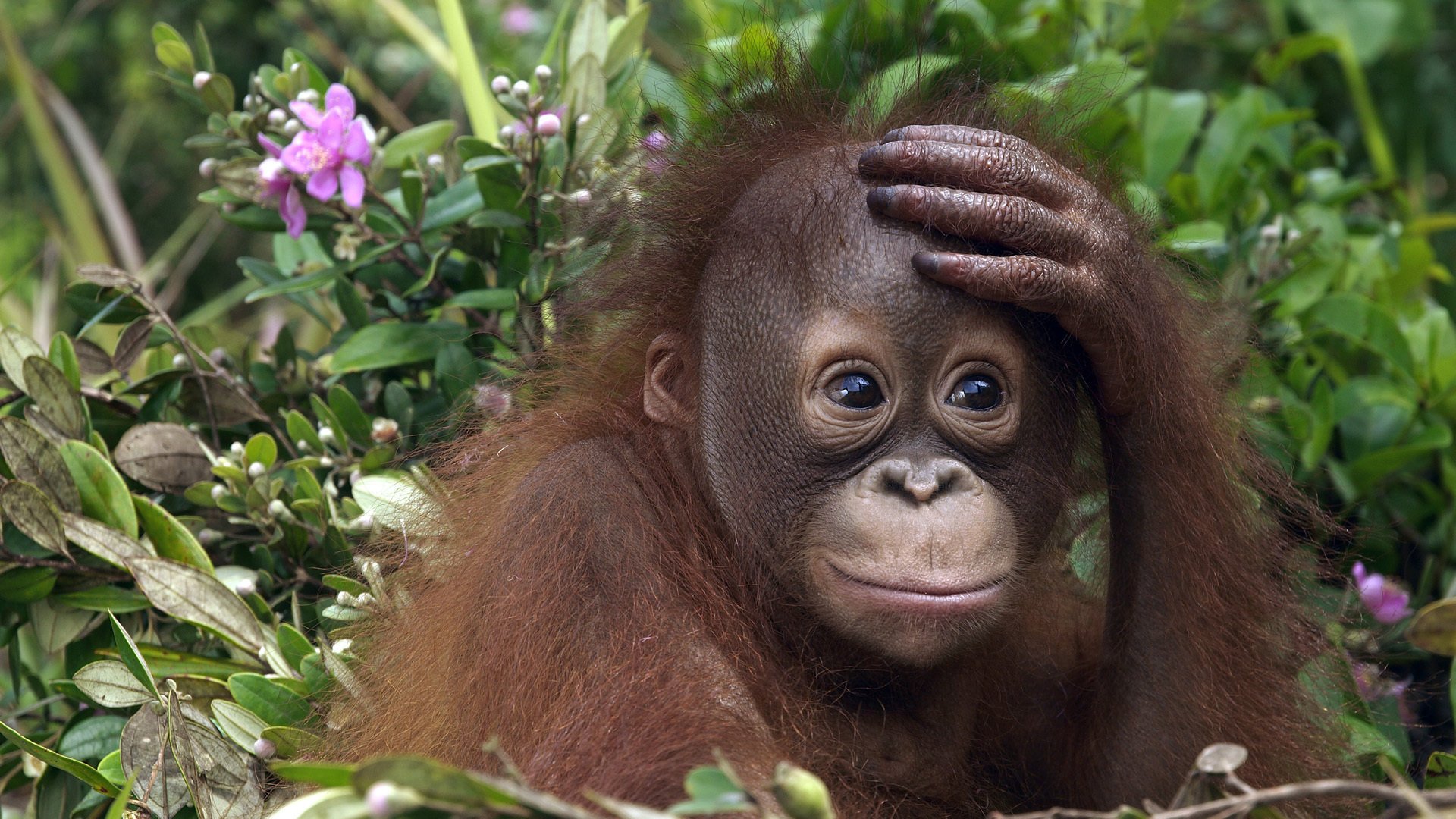 Детеныш обезьяны орангутанга ждет маму с добычей