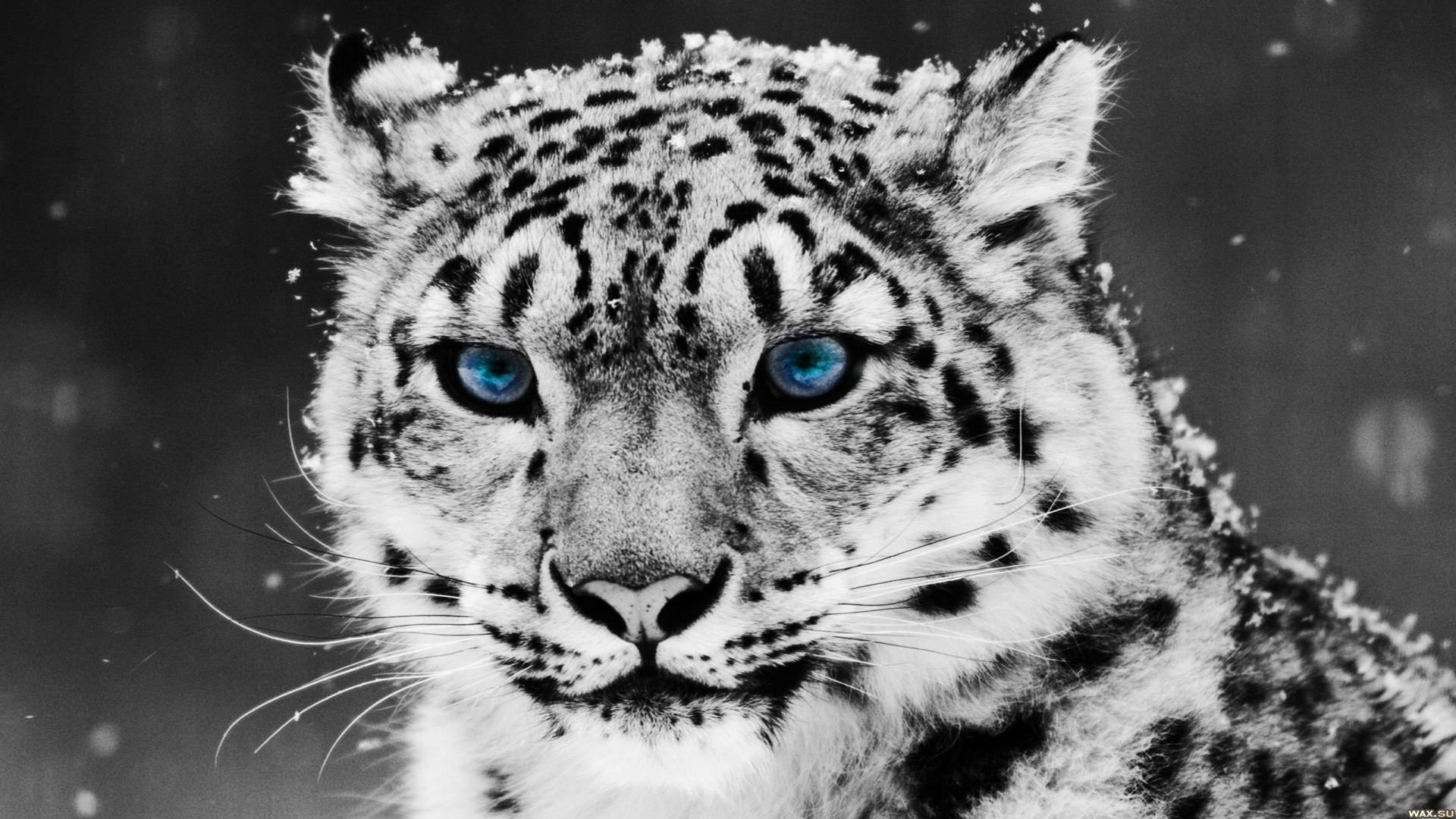 Кошка с голубыми глазами на белом снегу