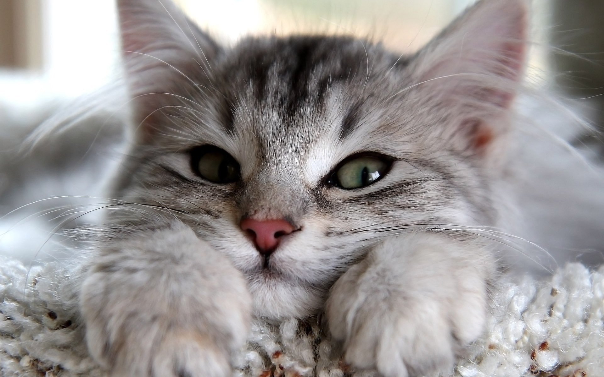 Маленькая серая кошка с красивым взглядом