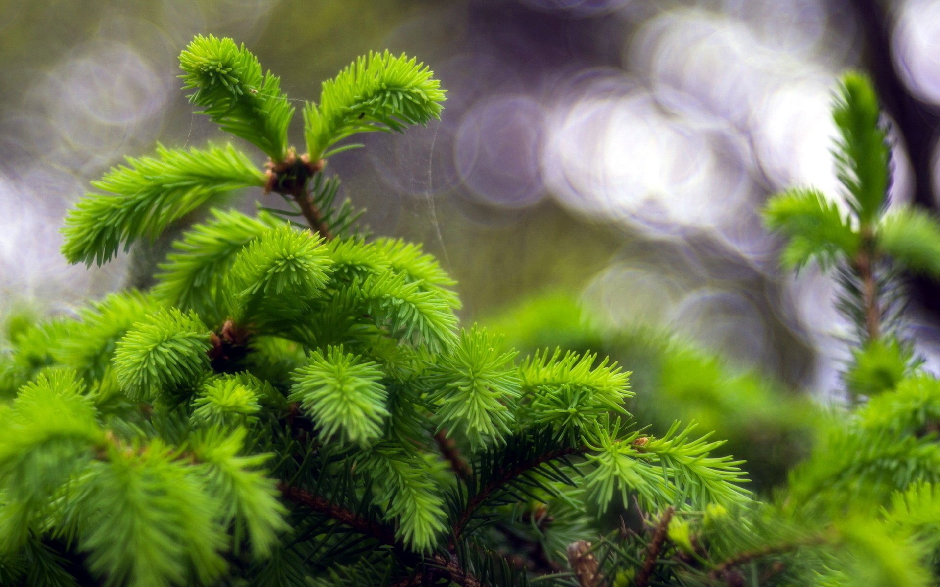 Макро съемка зелёных веток елки