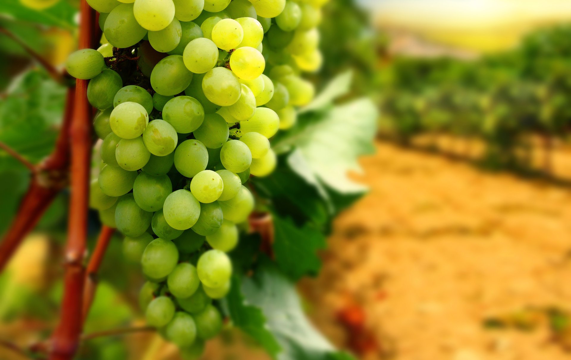 Гроздья зеленого винограда в винограднике