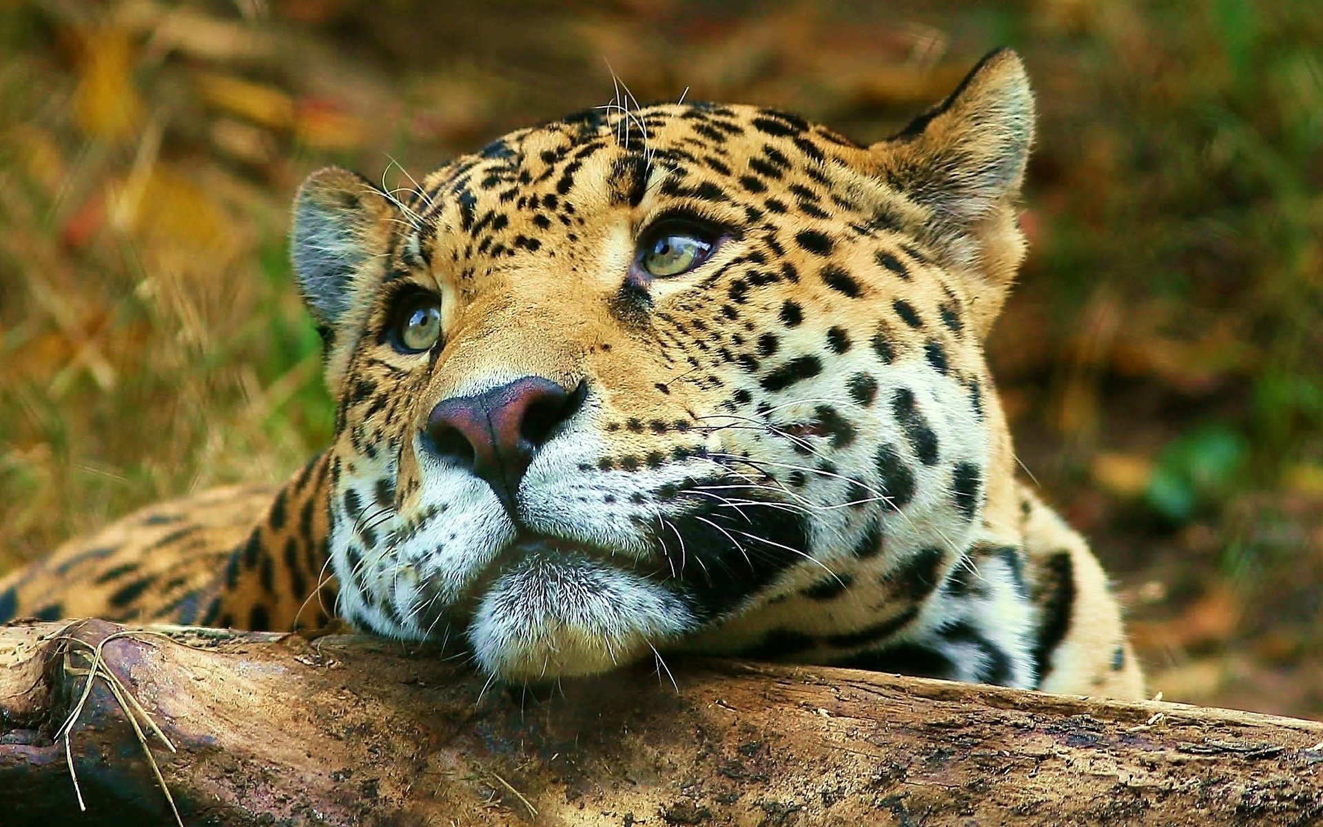 Леопард задумчиво смотрит на саванну