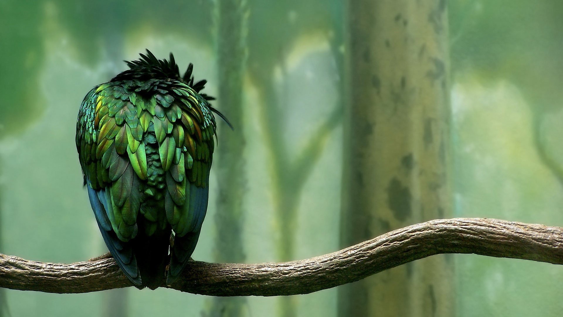 Птица с зелеными перьями