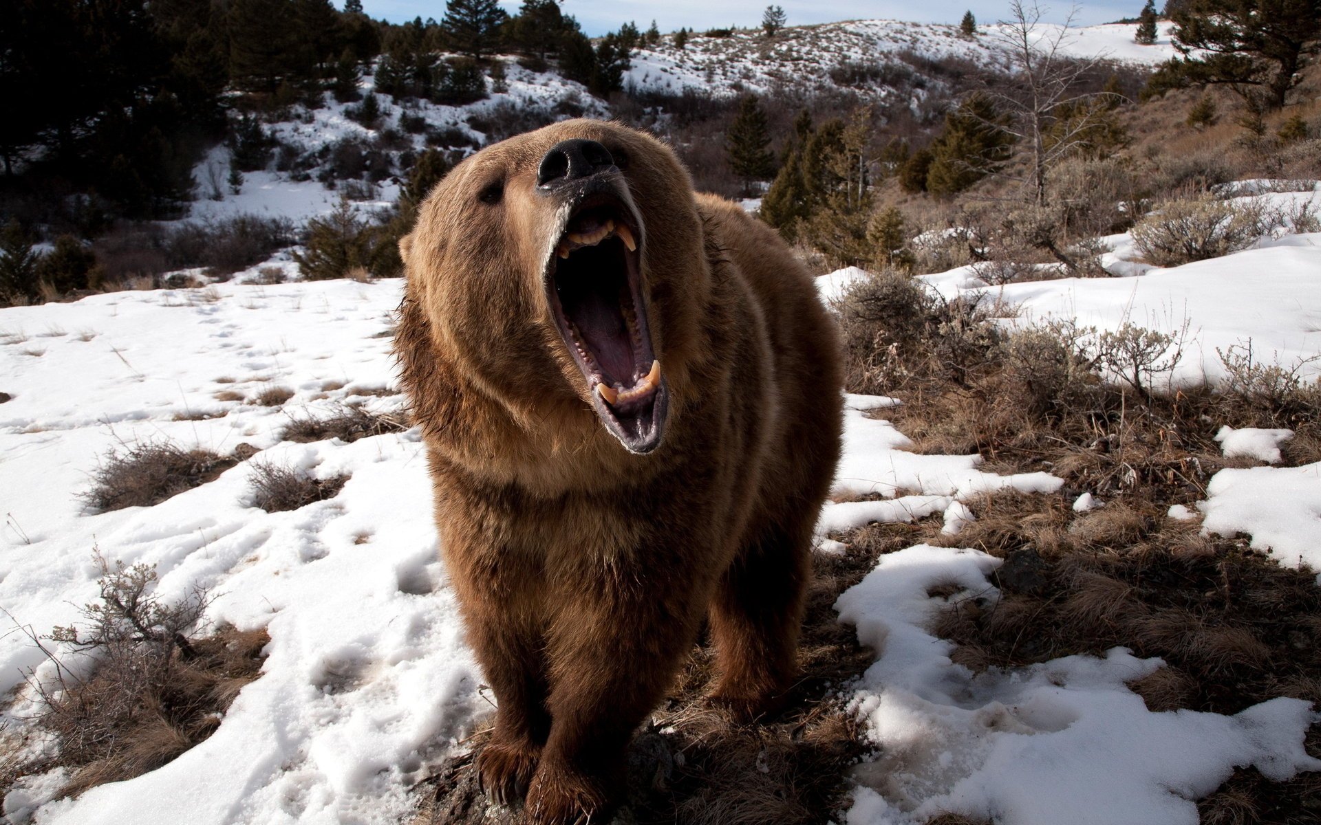Медведь раскрыл пасть на природе