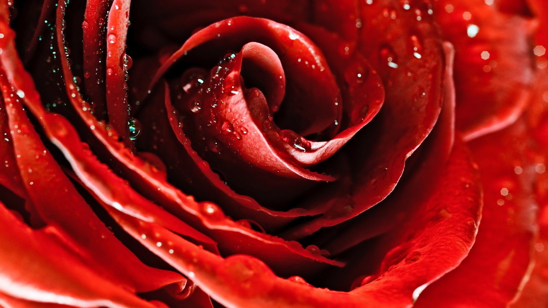 Лепестки красной розы с росой
