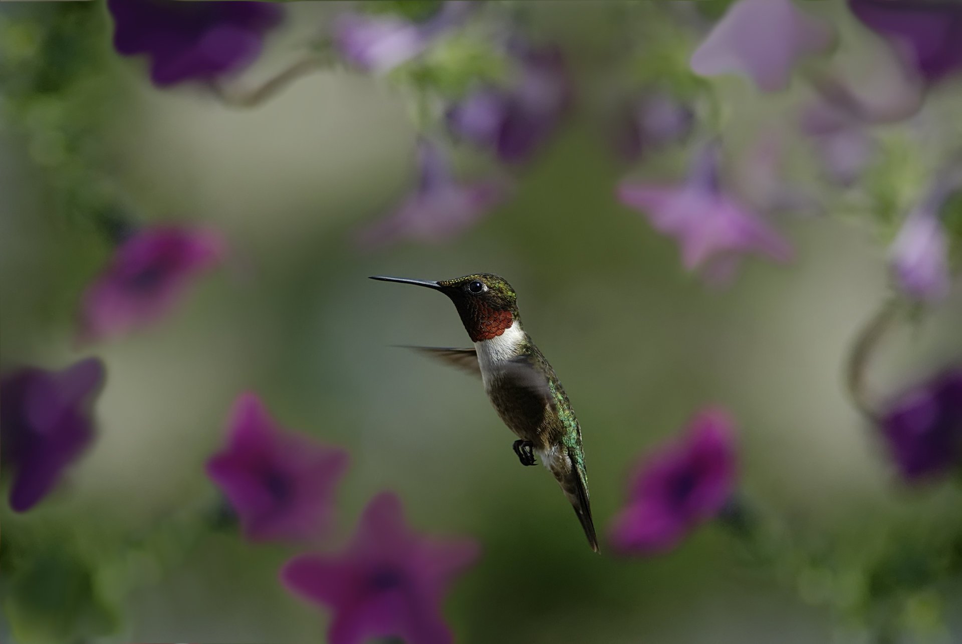 Макро фото полёта колибри