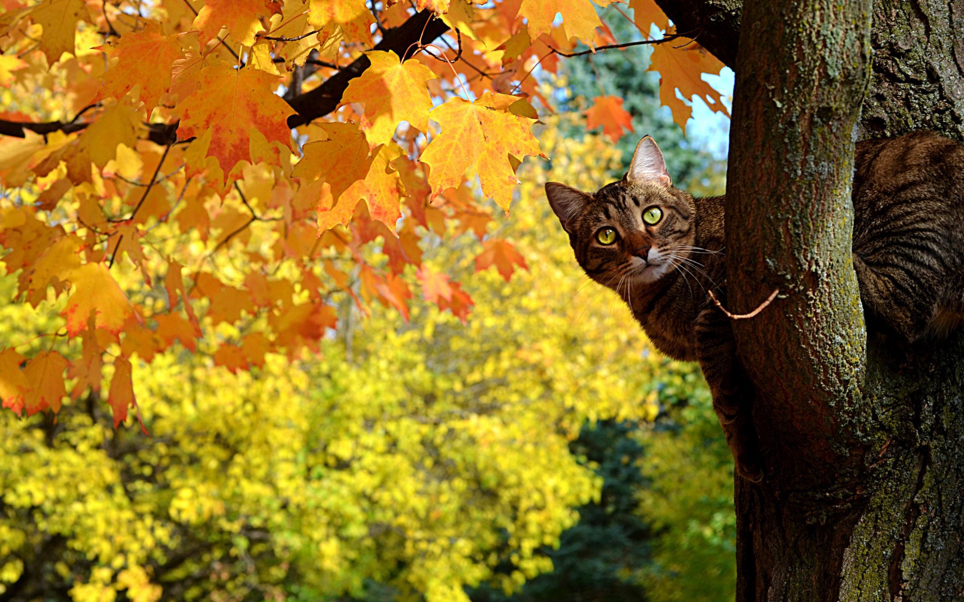 Коты и осень