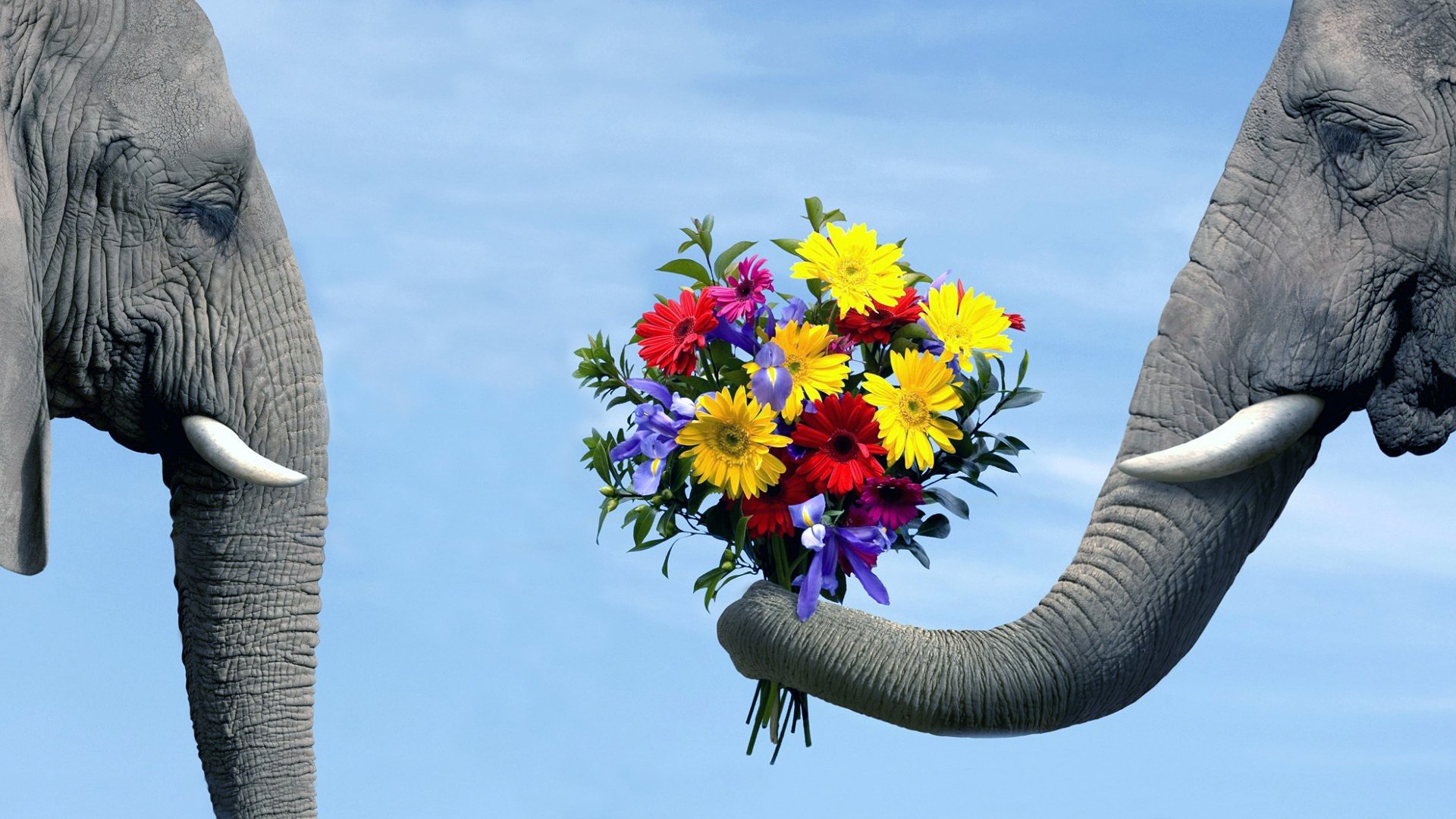 Слон держит в хоботе букет цветов и протягивает из слонихе