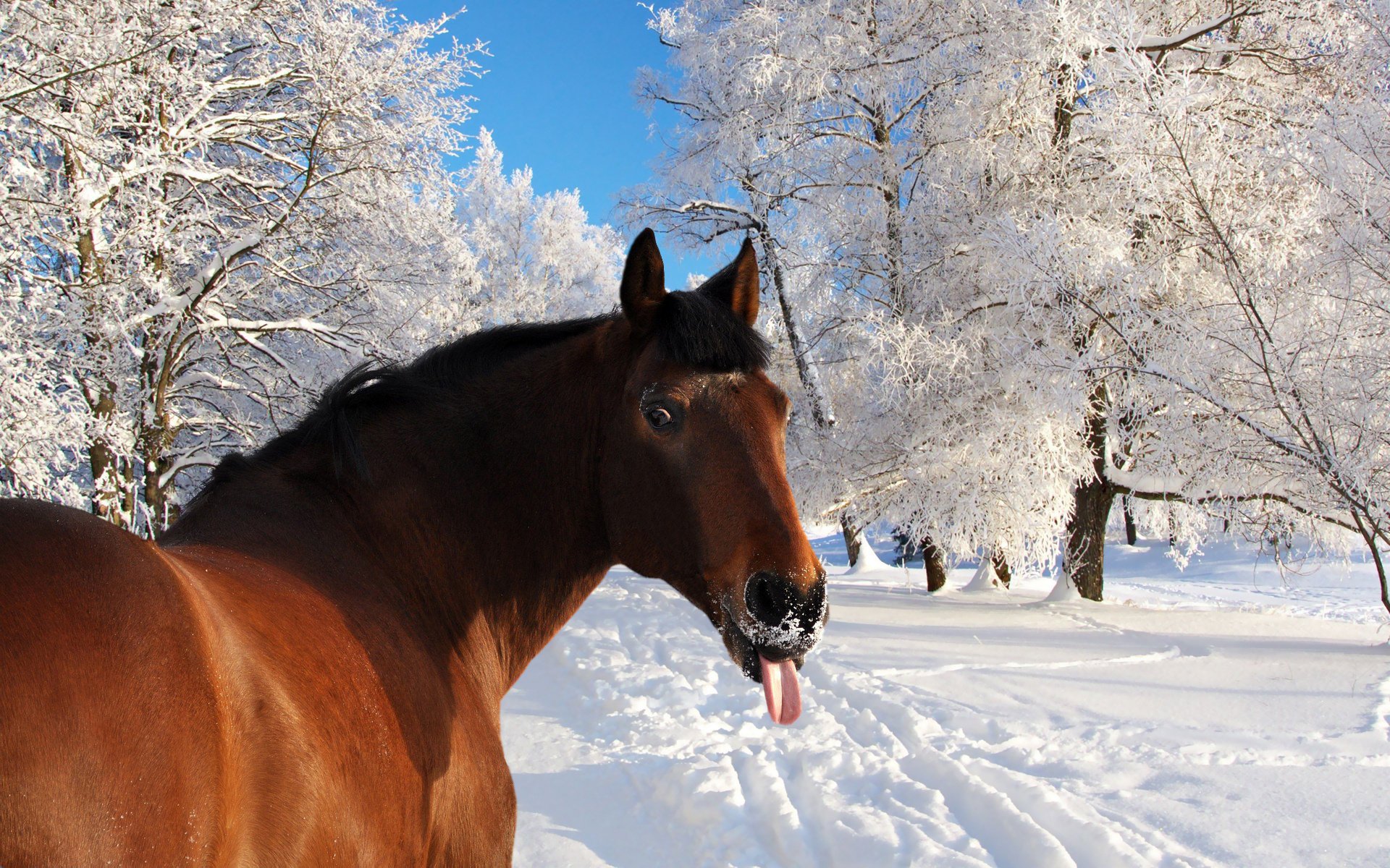 Лошадь высунула язык зимой