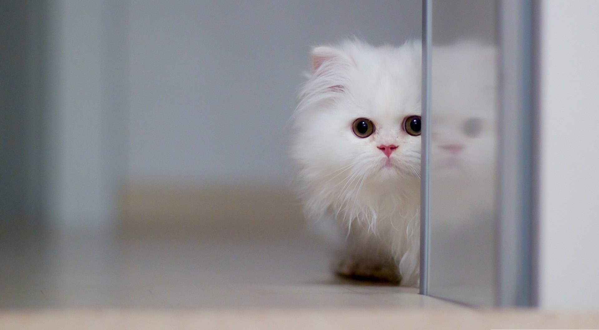 Белый котёнок выглядывает из-за стеклянной двери