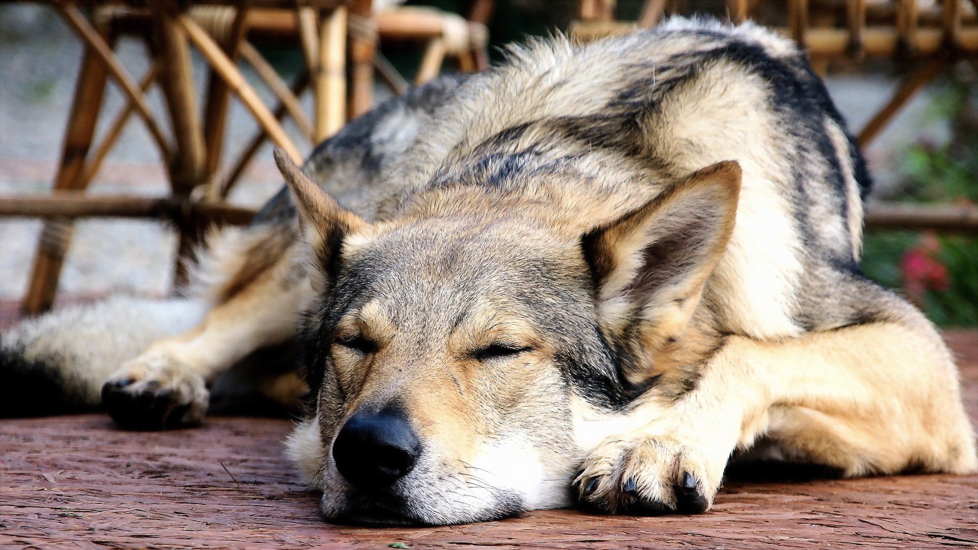 Спит уставшая собака, отдых и уставшим лапам