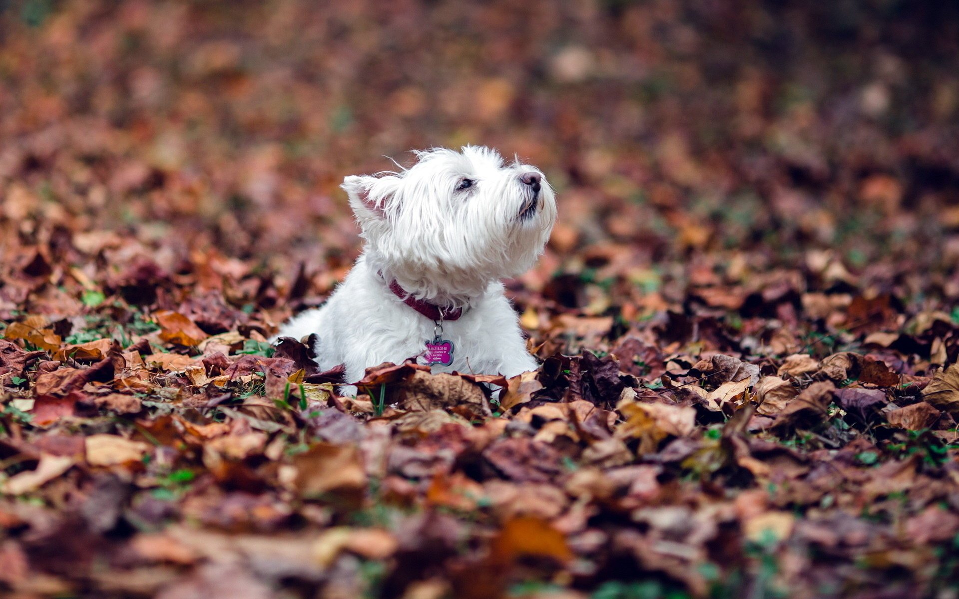 Довольный маленький белый пёс среди палой осенней листвы