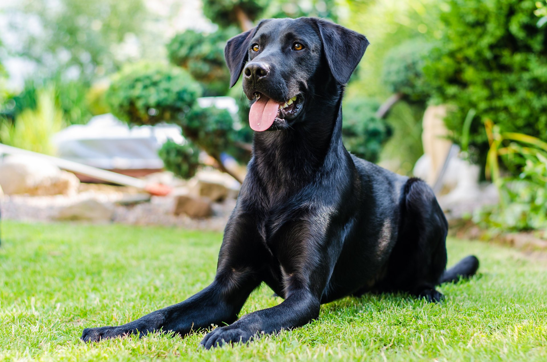 Чёрная собака на кошеном газоне на фоне зелени