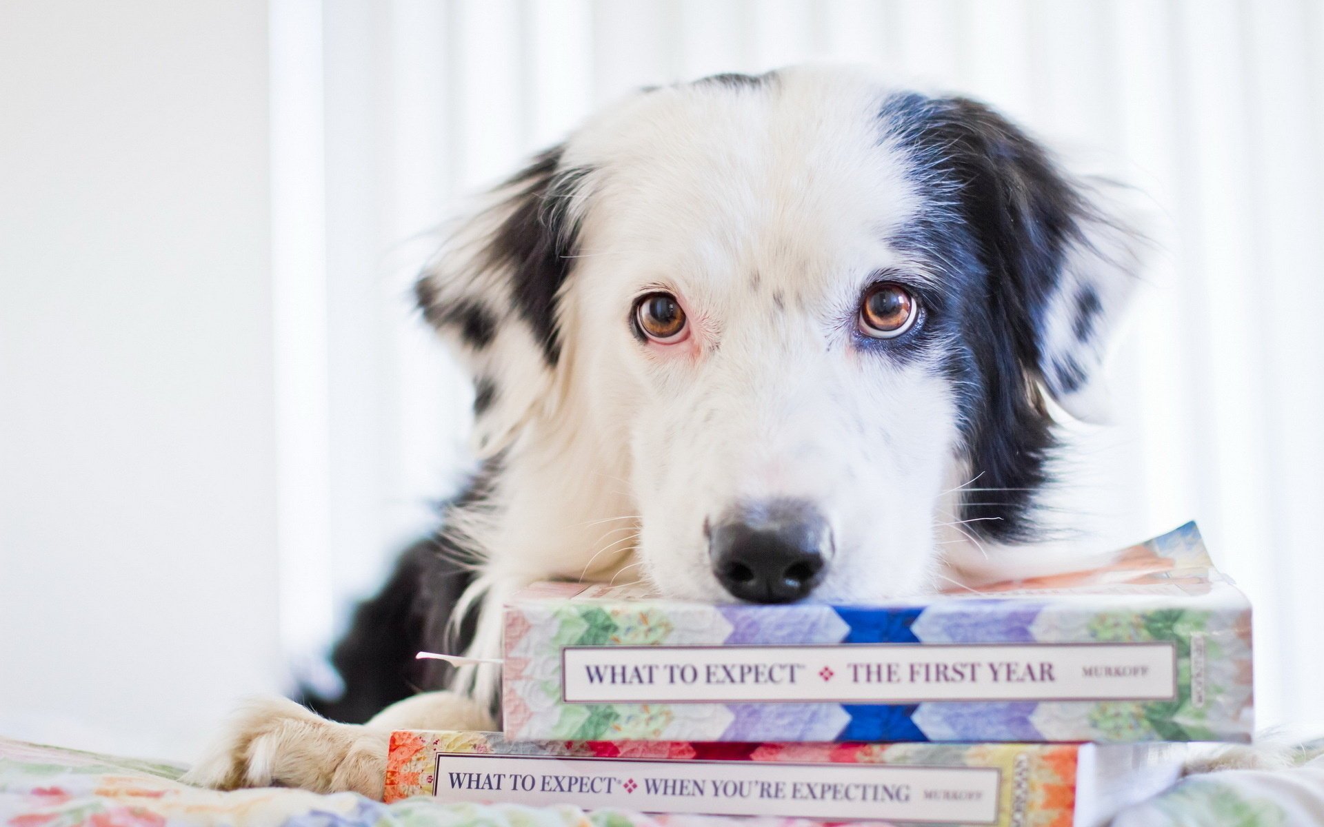 Красивая собака положила голову на стопку книг
