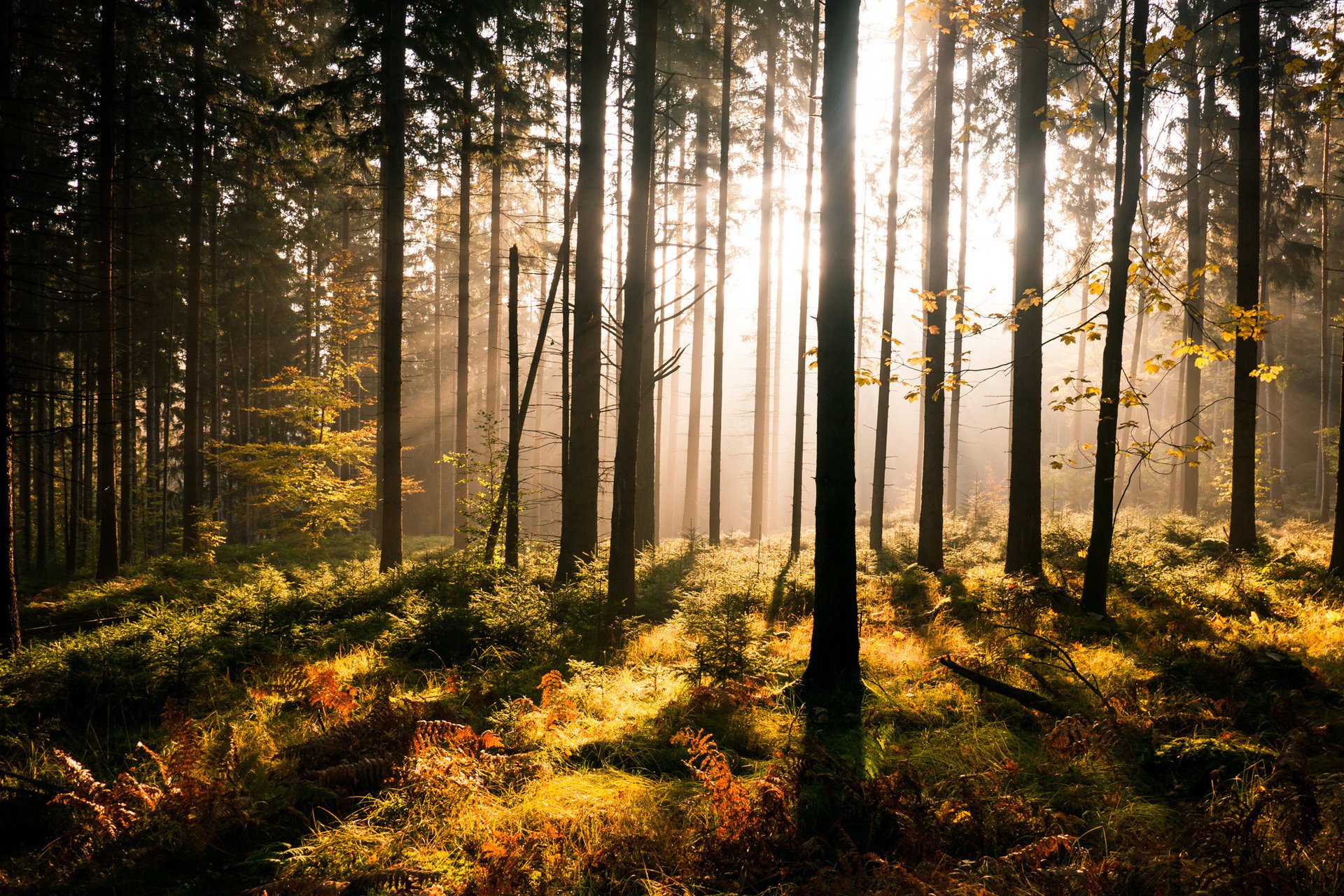 Утренний рассвет освещает лес