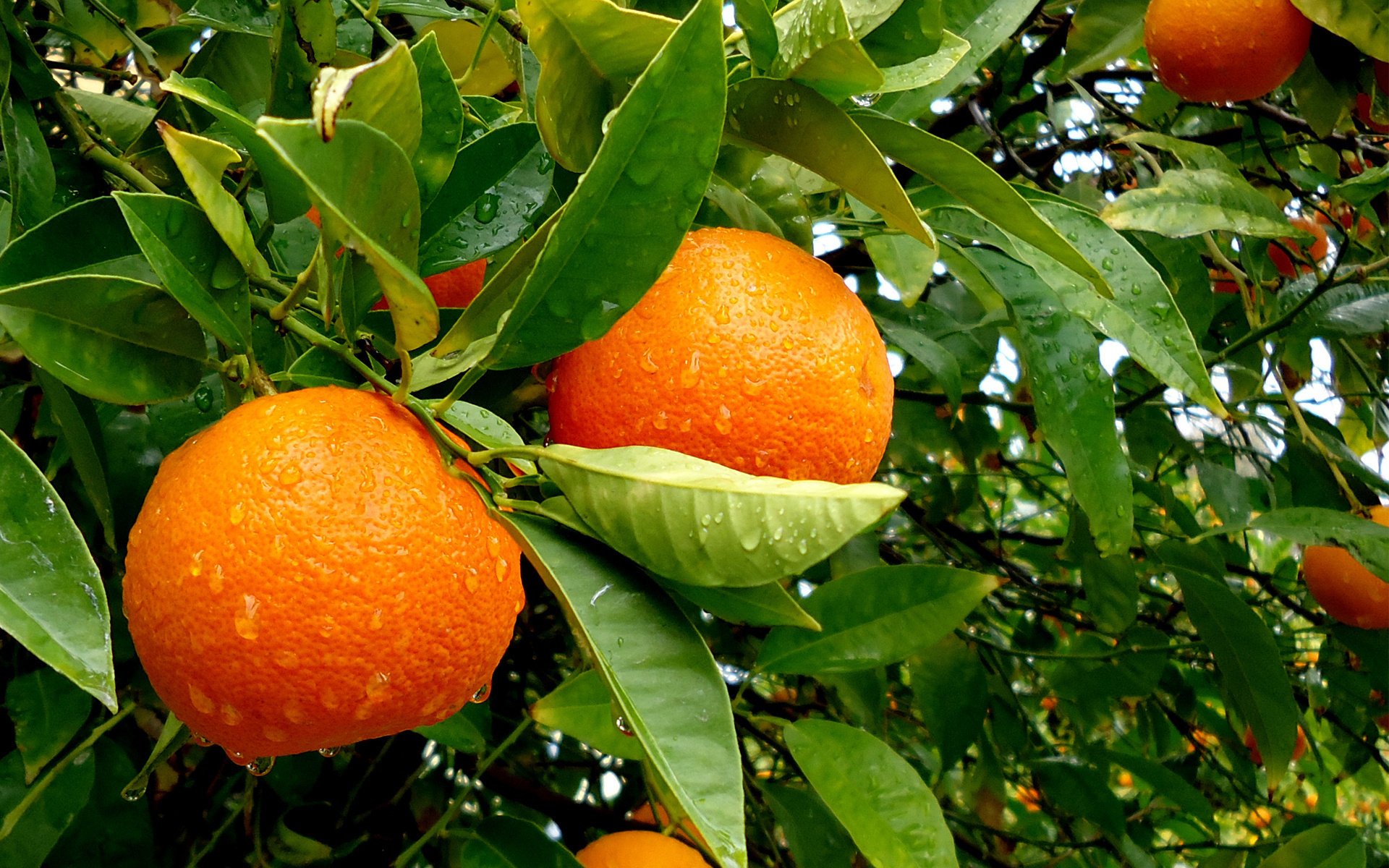 Сочные апельсины на дереве после дождя