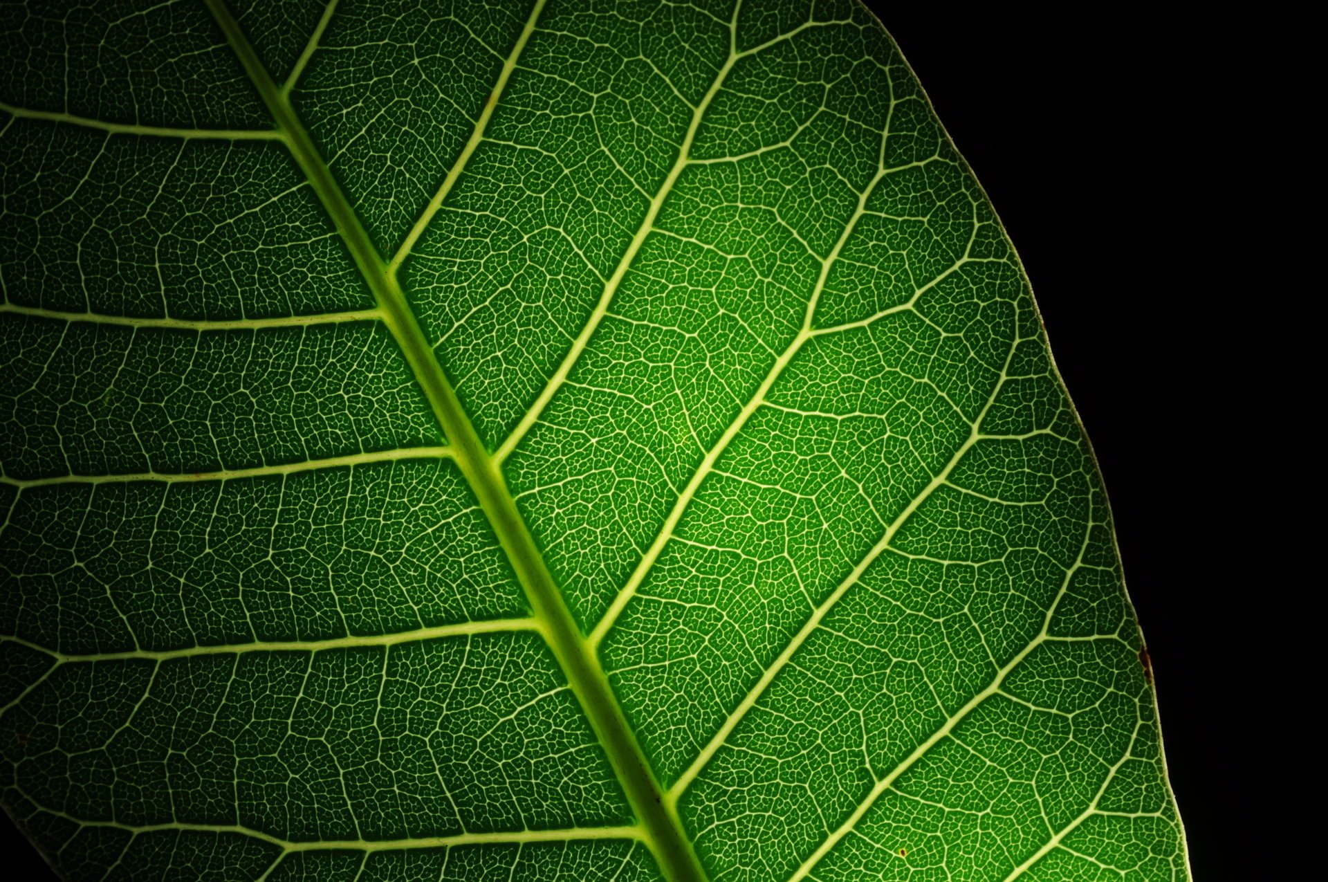 Большой зелёный лист с прожилками на чёрном фоне