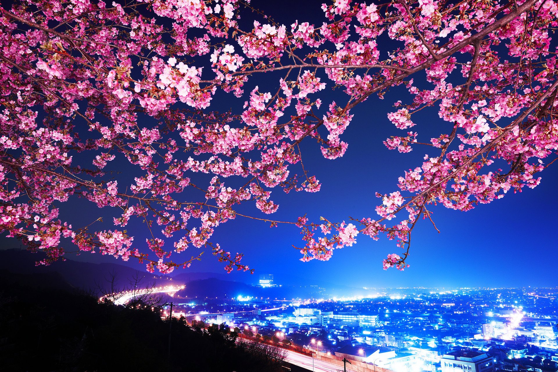 Цветущая сакура над шосссе в японии