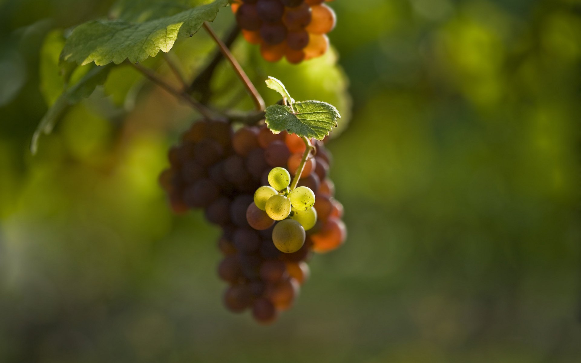 Картинки осень виноград. Виноград макро. Лоза винограда макро. Виноград фон на рабочий стол. Небольшая гроздь винограда.