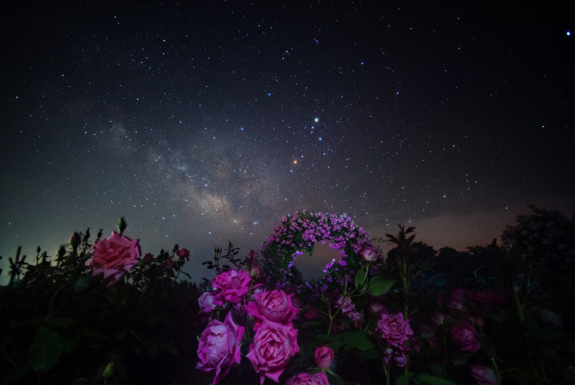 Розы Звезды Фото