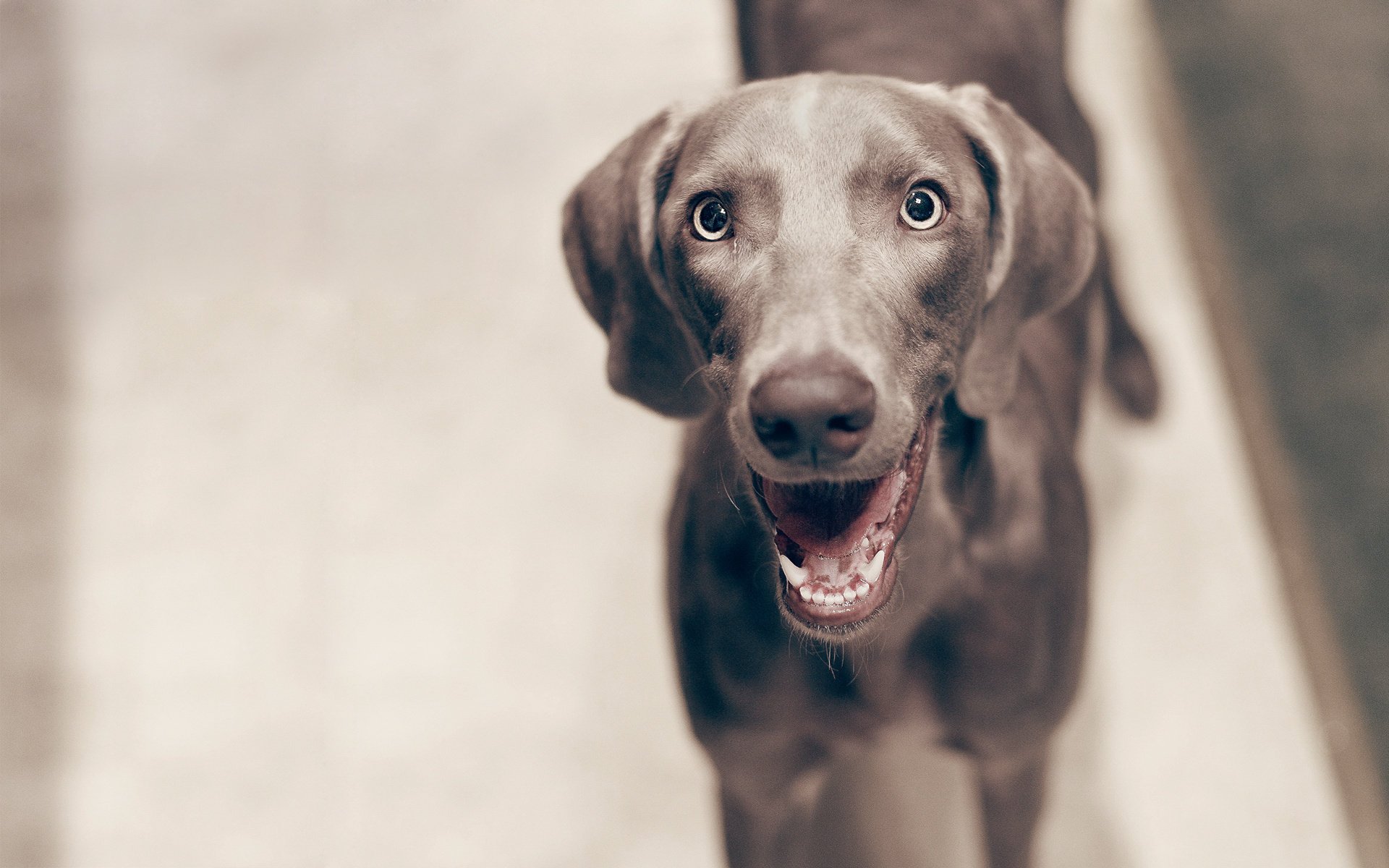 Собака-улыбака радостно смотрит в камеру