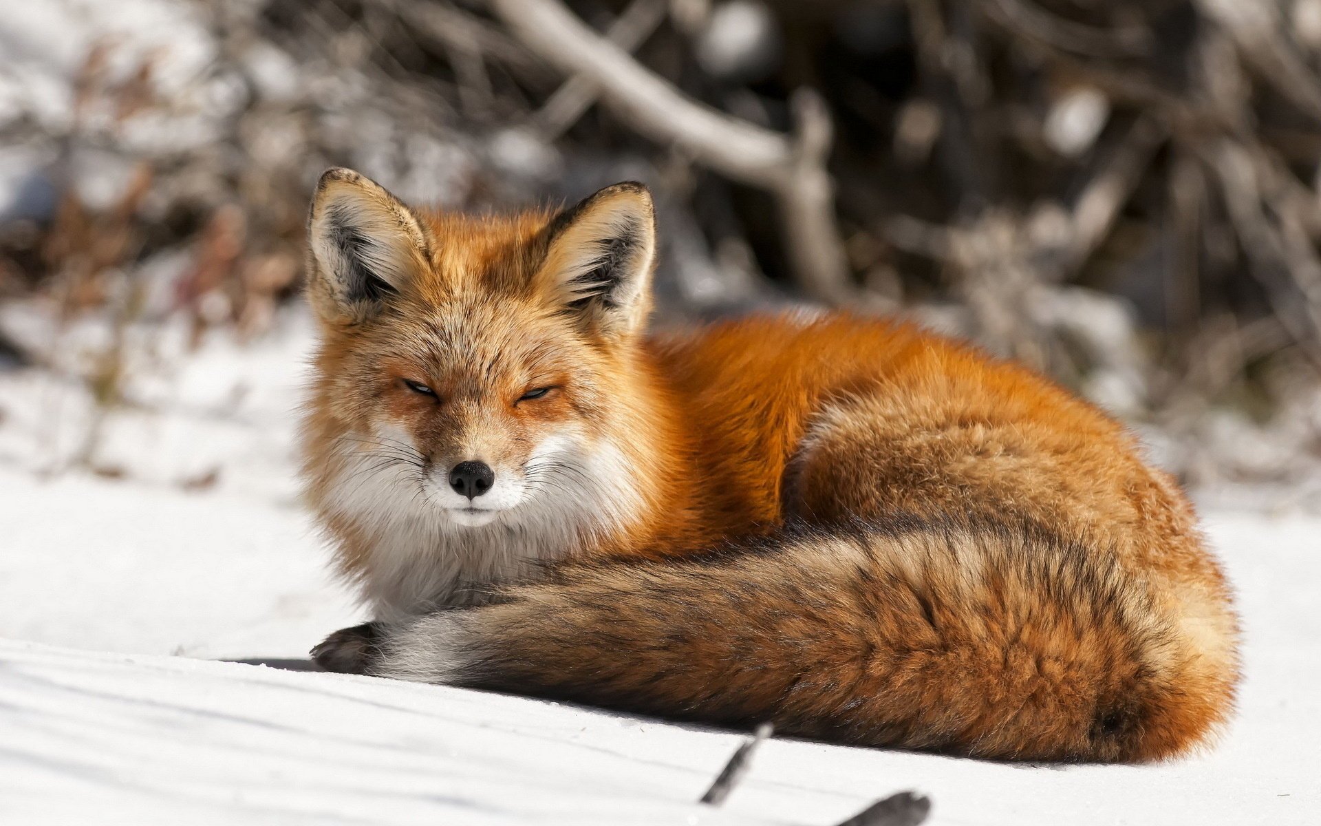 Рыжая лисица на снегу на опушке леса