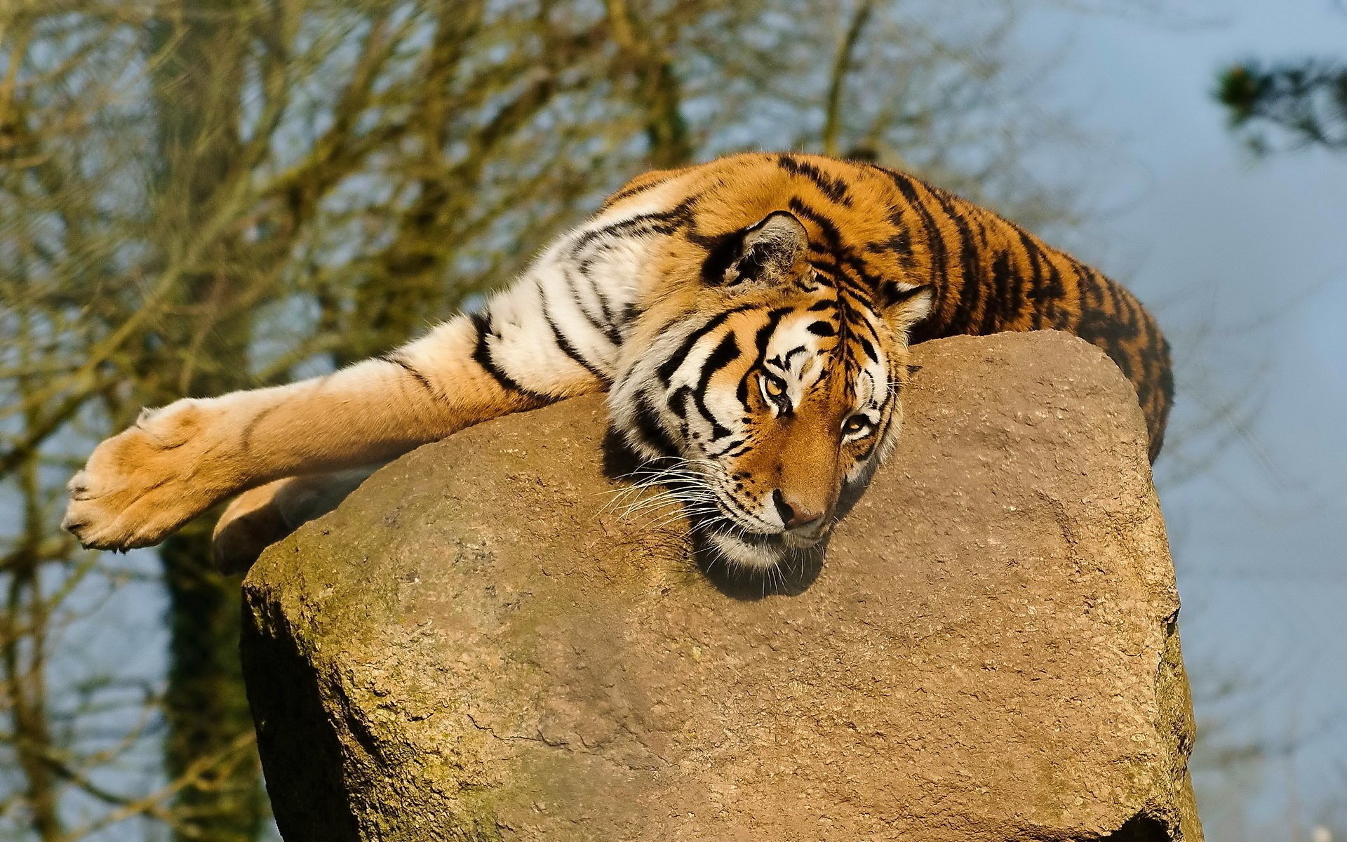 Тигр лежит на камне и смотрит в будущее
