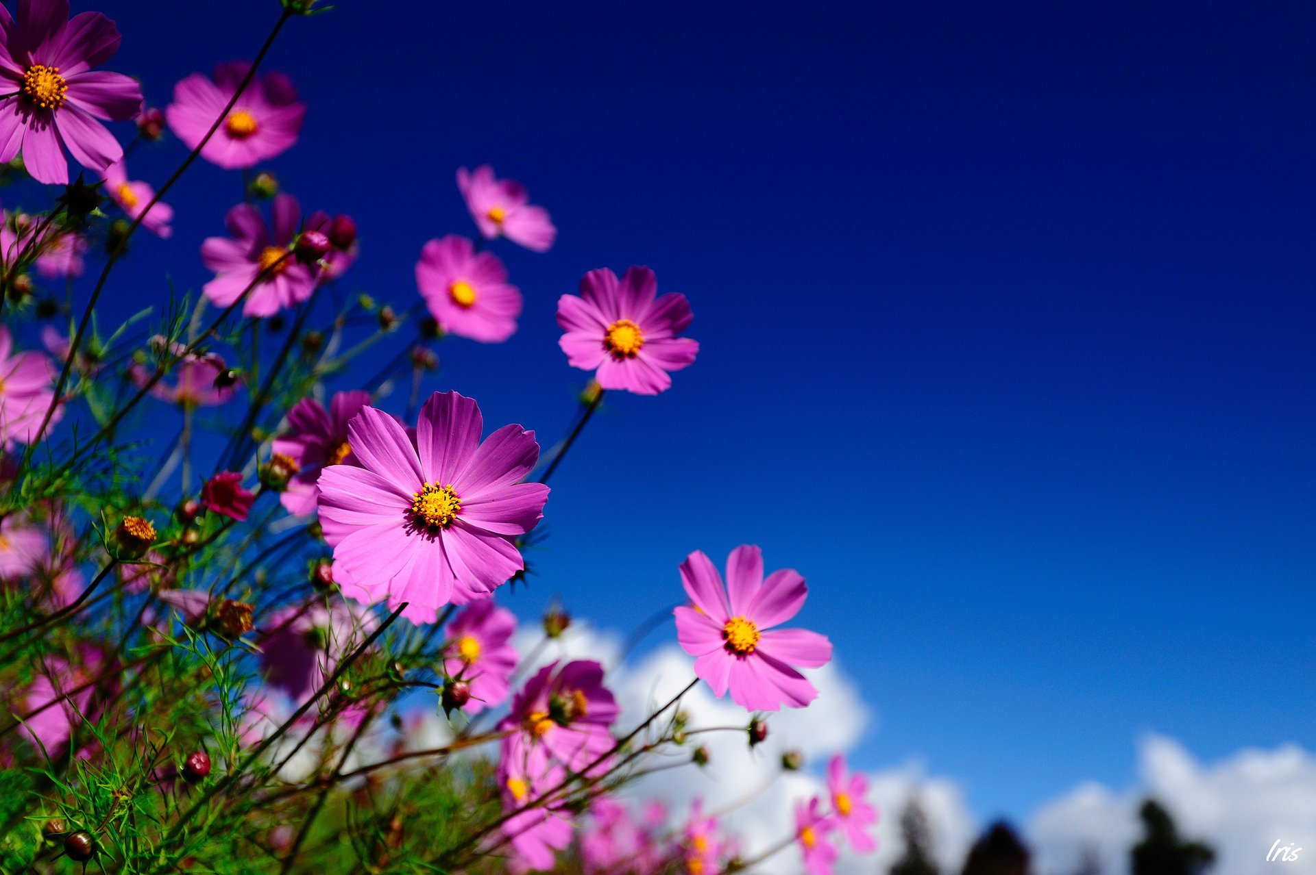 Розовые цветы космеи на фоне голубого неба