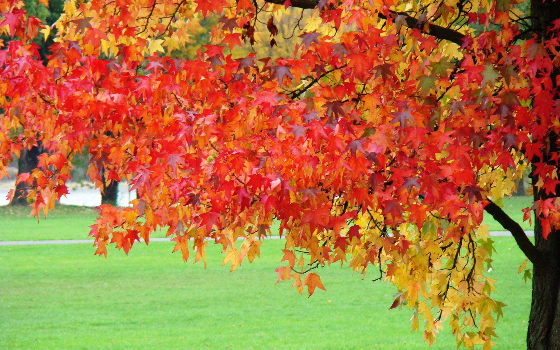 Клён с красно-желтыми осенними листьями