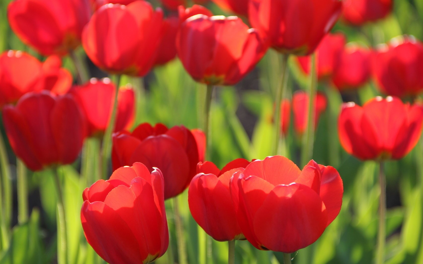 Обворожительные тюльпаны в поле