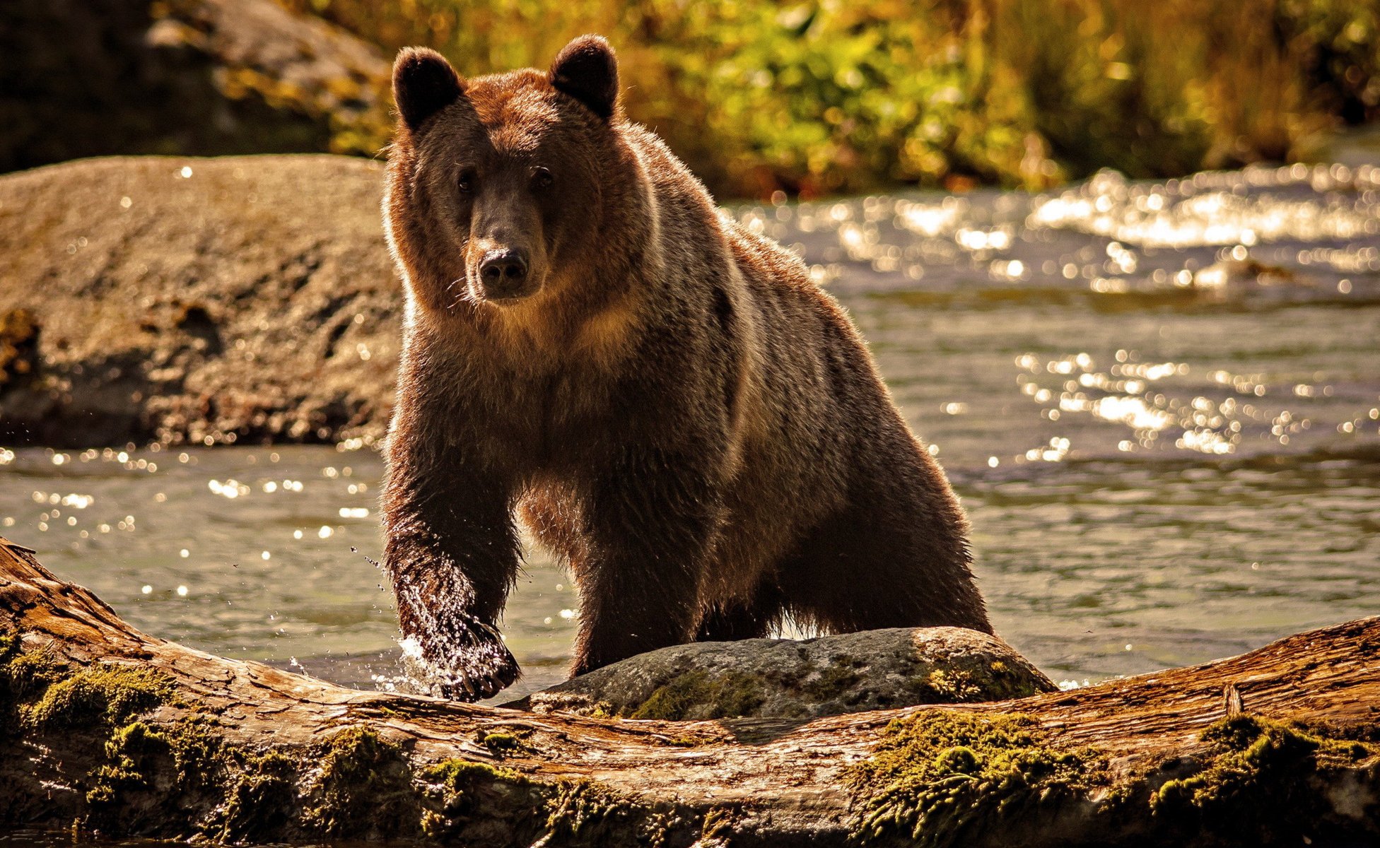 Бурый медведь в солнечный день возле водды