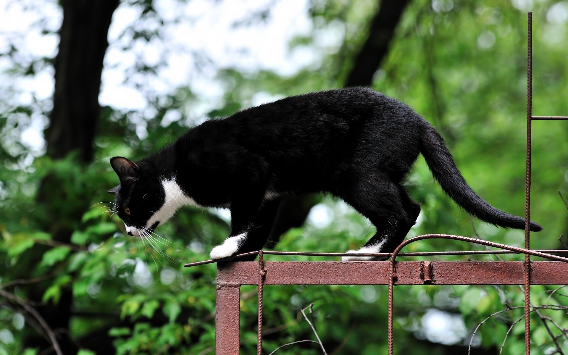 Кошка готовится к молниеносному прыжку