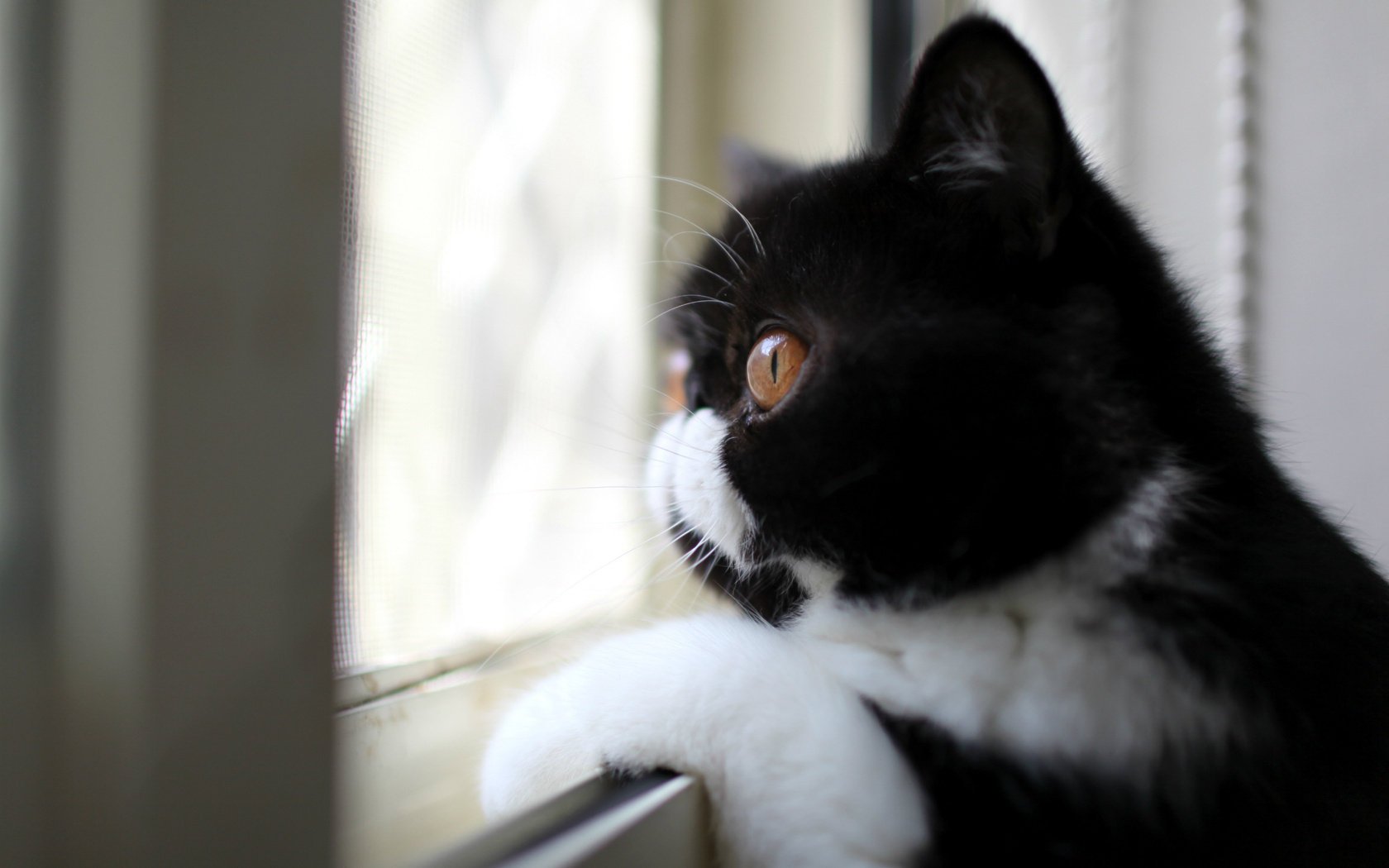 Черно-белый кот смотрит в окно