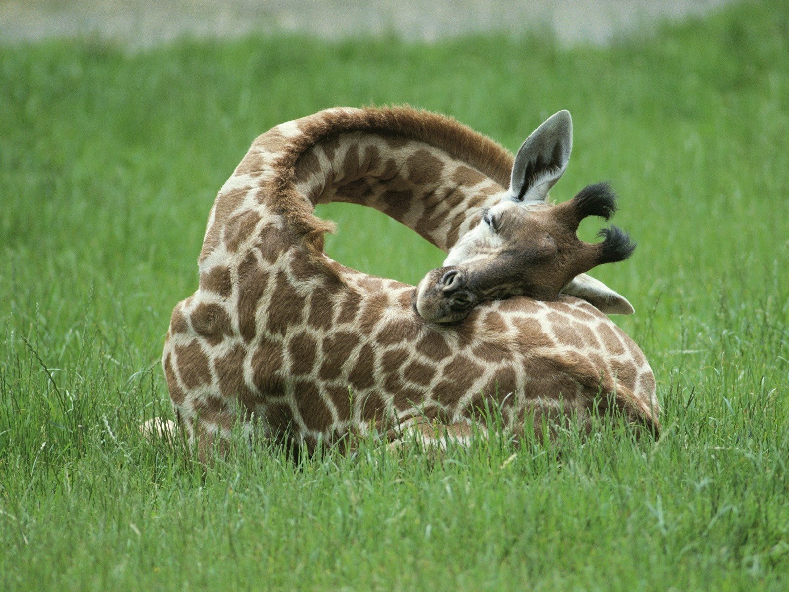 Жираф с длинной шеей лежит на траве