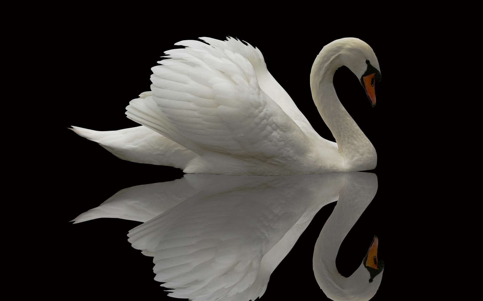 Белый лебедь на зеркальной глади