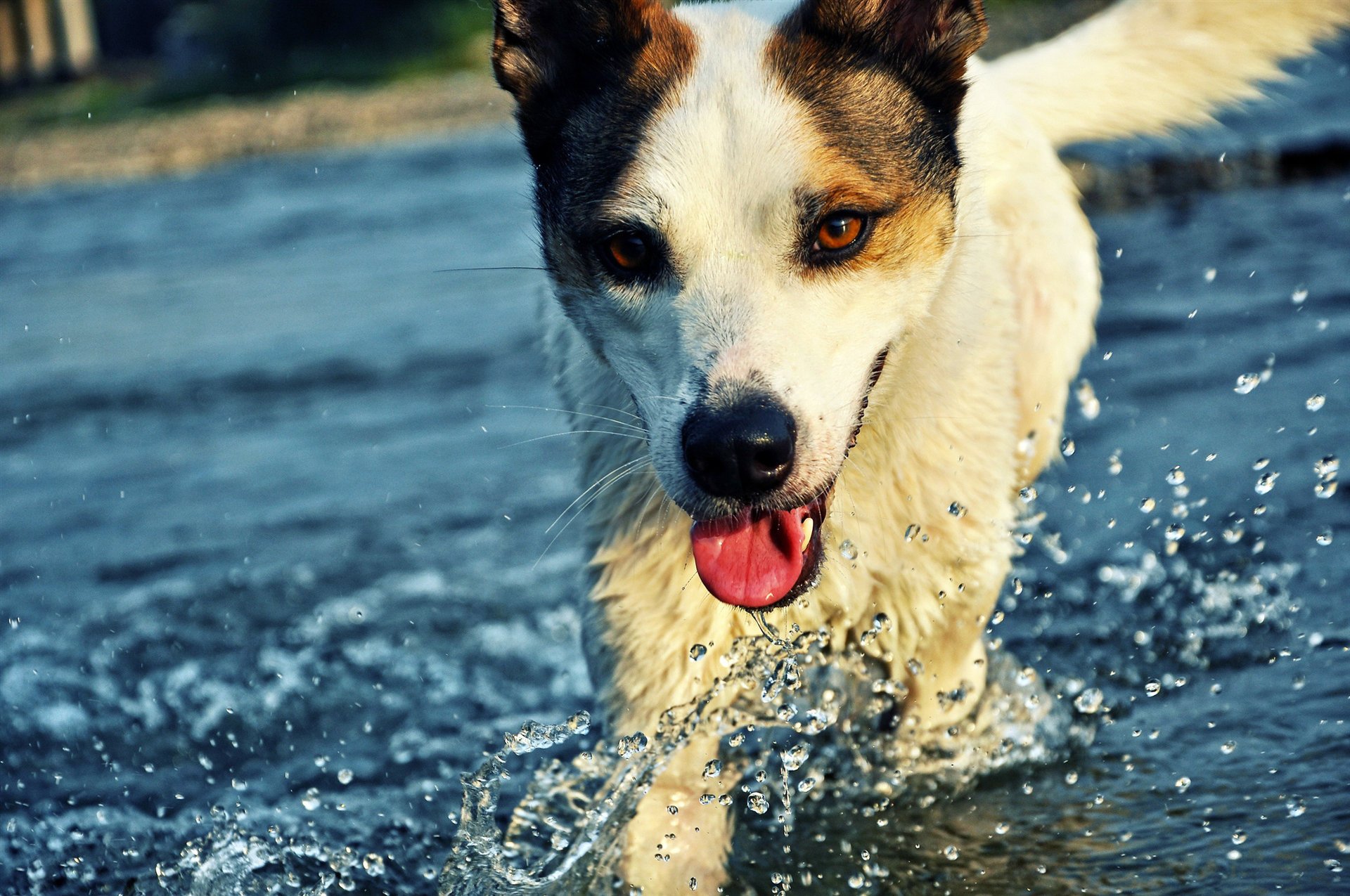 Пёс бежит по воде, с морды и языка капают капли воды