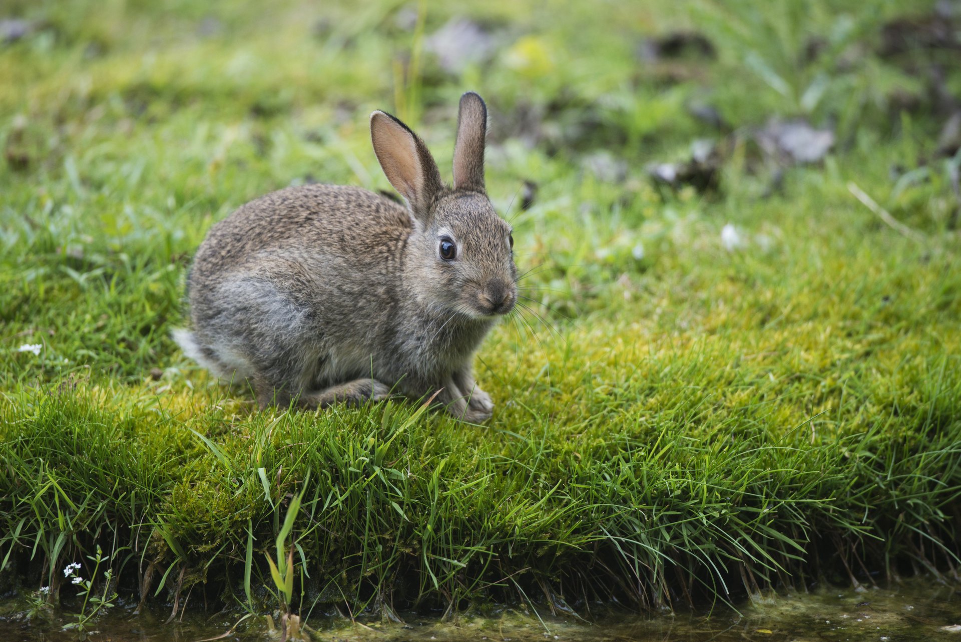 Серый заяц сидит на летней траве