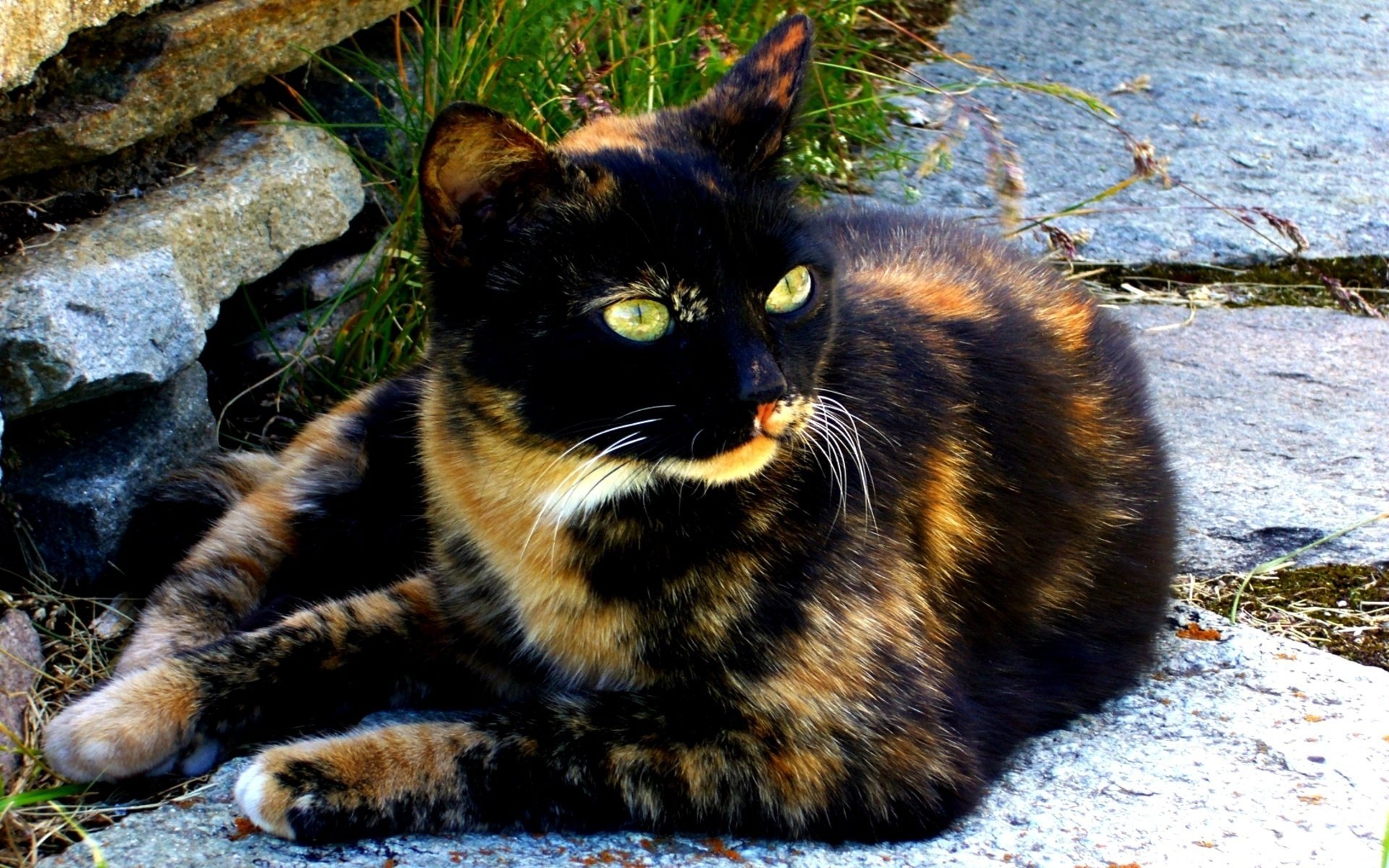 Трёхцветная кошка отдыхает на улице