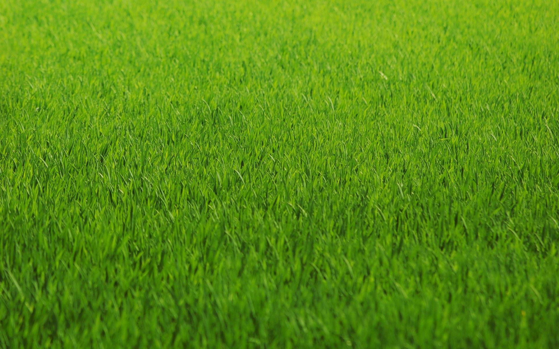 Ровная текстура травы из зелёного газона