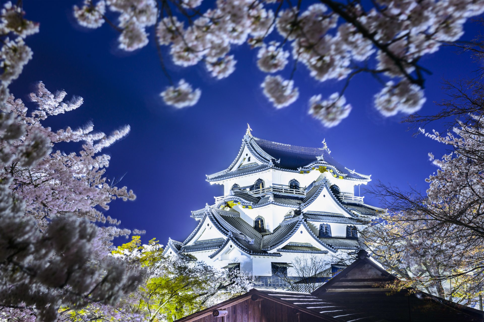 Замок Осака Япония сакура без смс
