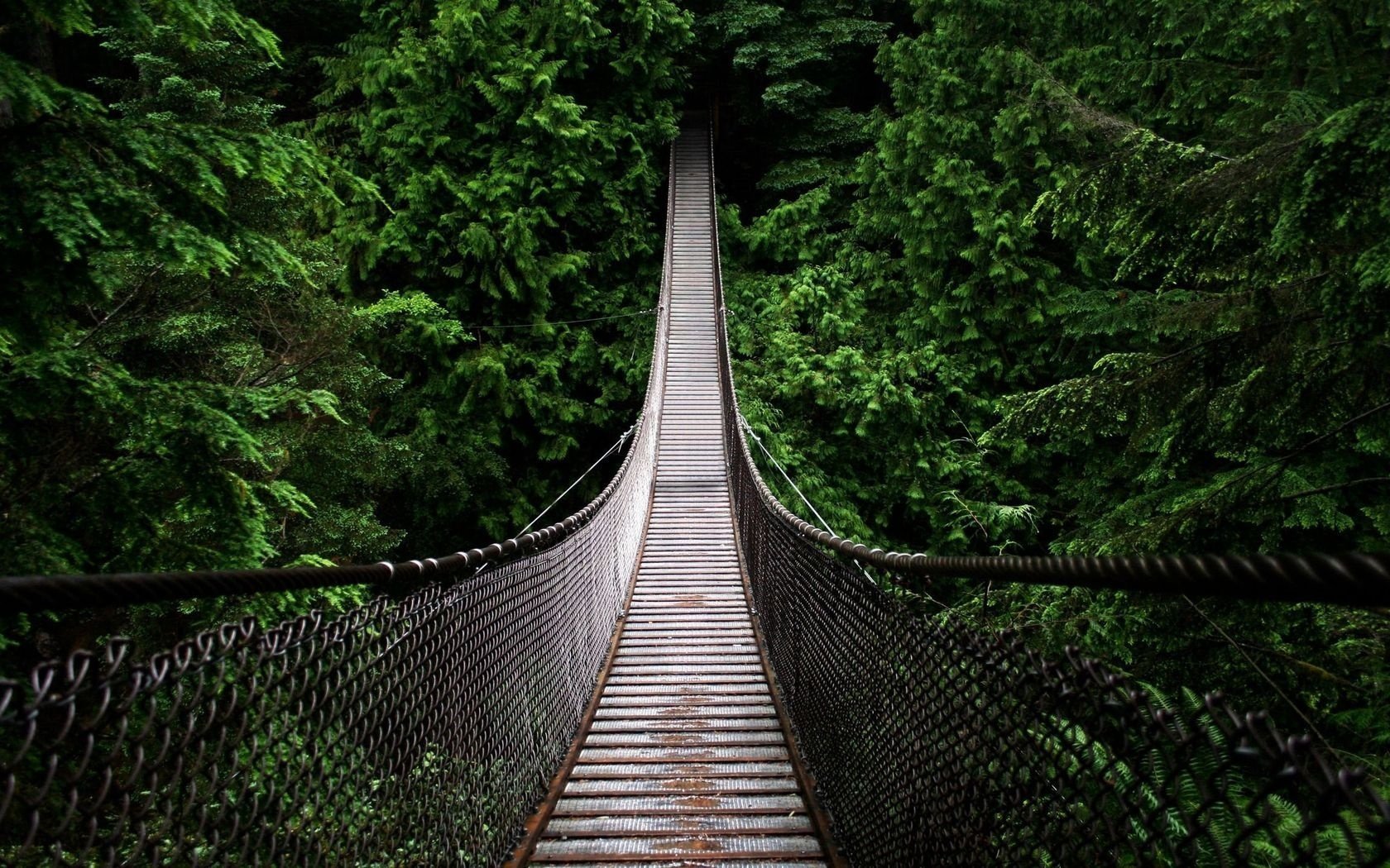 Подвесной мост в окружении густого зеленого леса