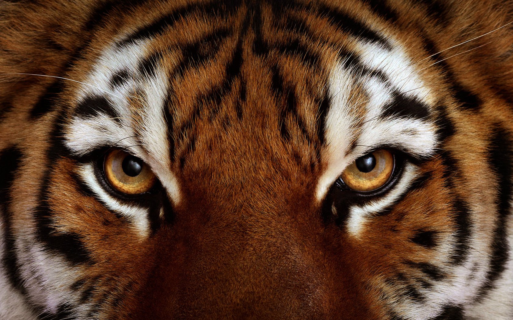 Жёлтые глаза хищного тигра
