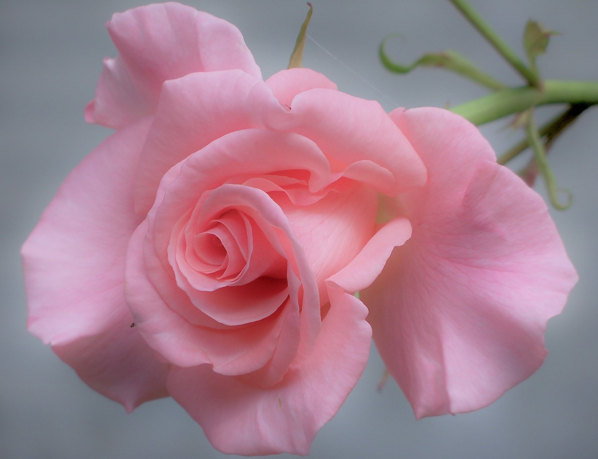 Лепестки нежно розовой розы для вашего взгляда